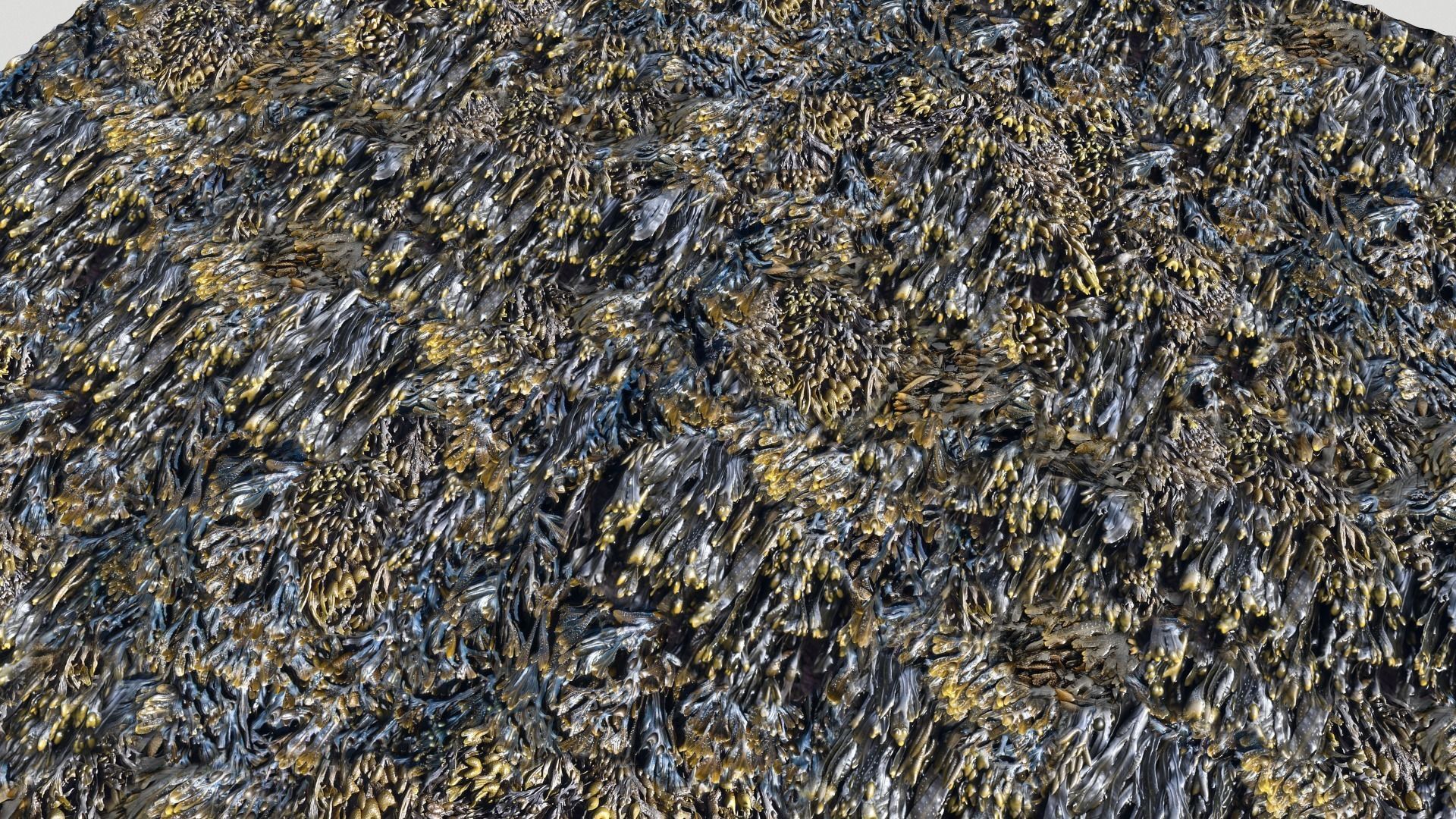 Seaweed textures  PBR Texture_4