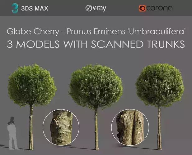 Globe Cherry Prunus Eminens Umbraculifera - 3 unique 3D models