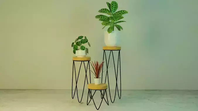 Pot plants for display