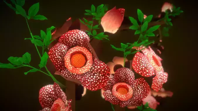 Flower Rafflesia arnoldii  Low-poly 3D model