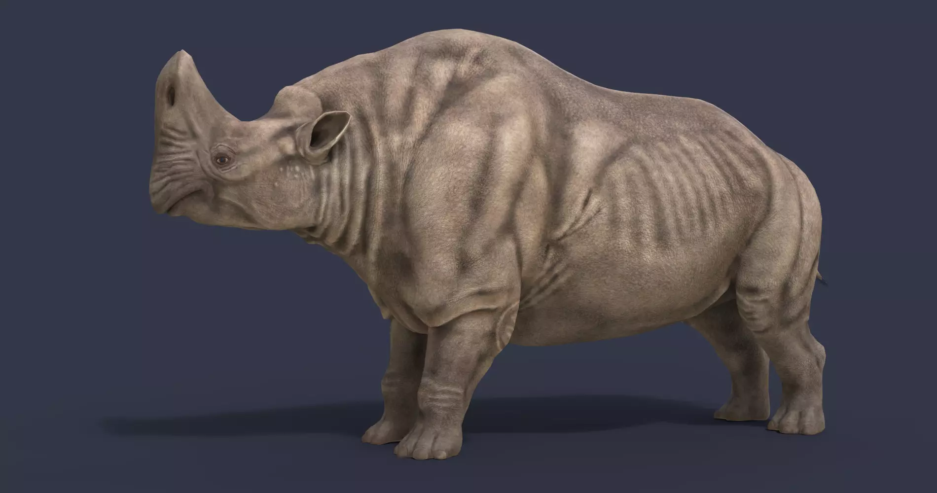 Embolotherium rhinoceros Low-poly 3D model_0