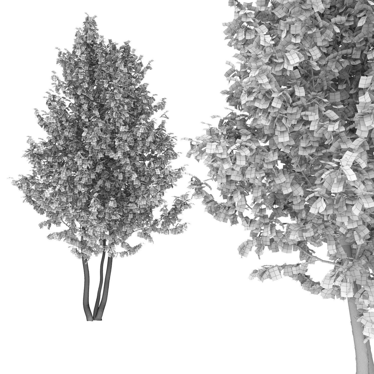 Betula 02 H4-6 m 3D model_4