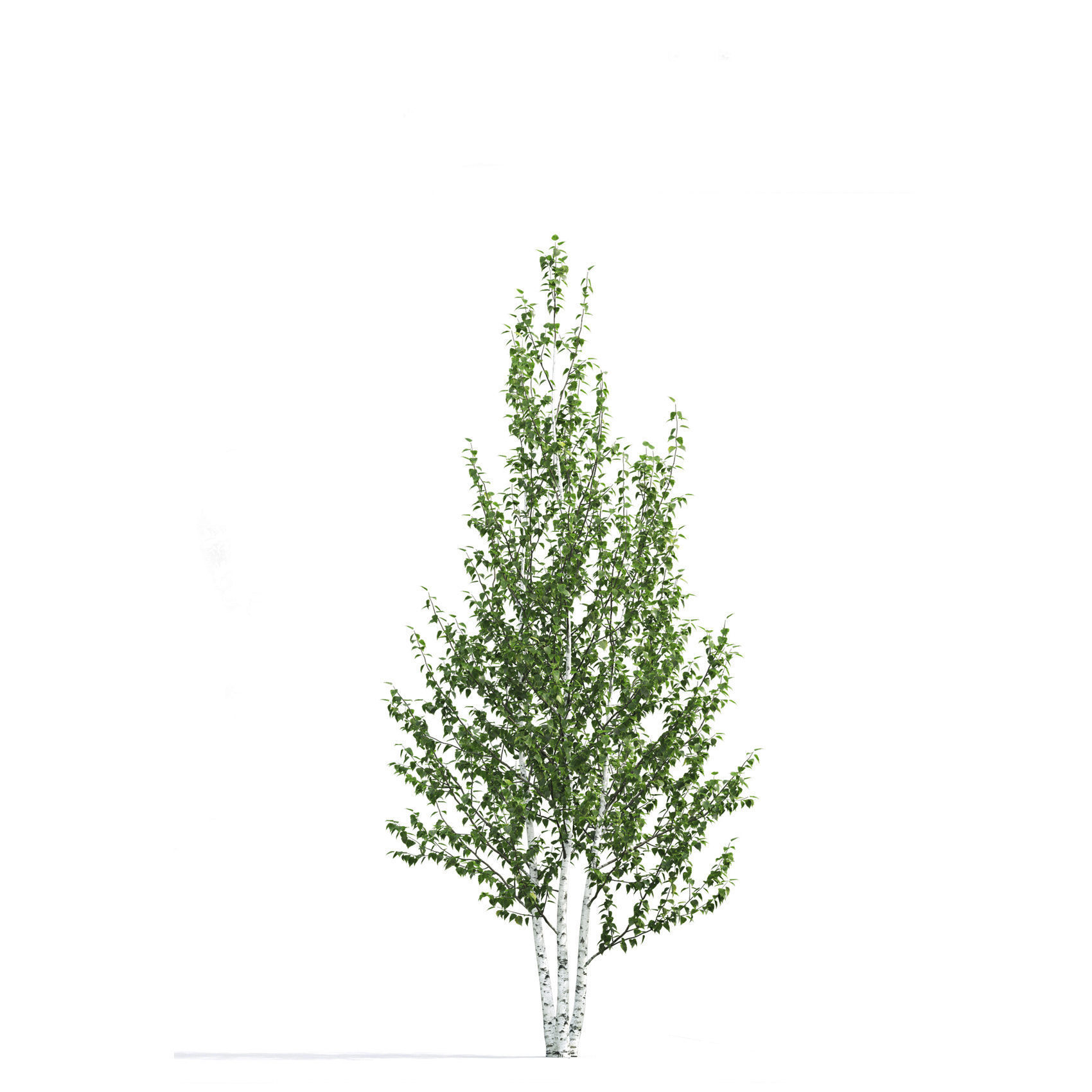 Betula 02 H4-6 m 3D model_3