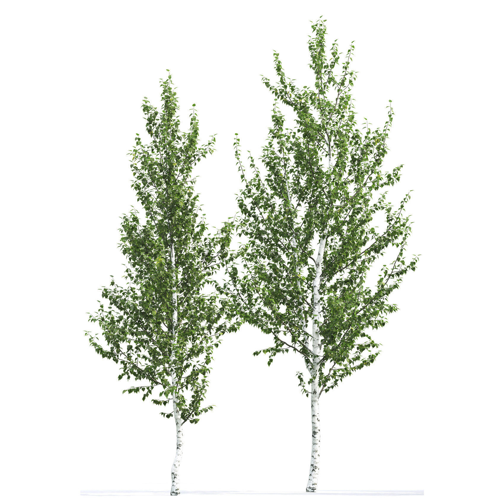 Betula 02 H4-6 m 3D model_1