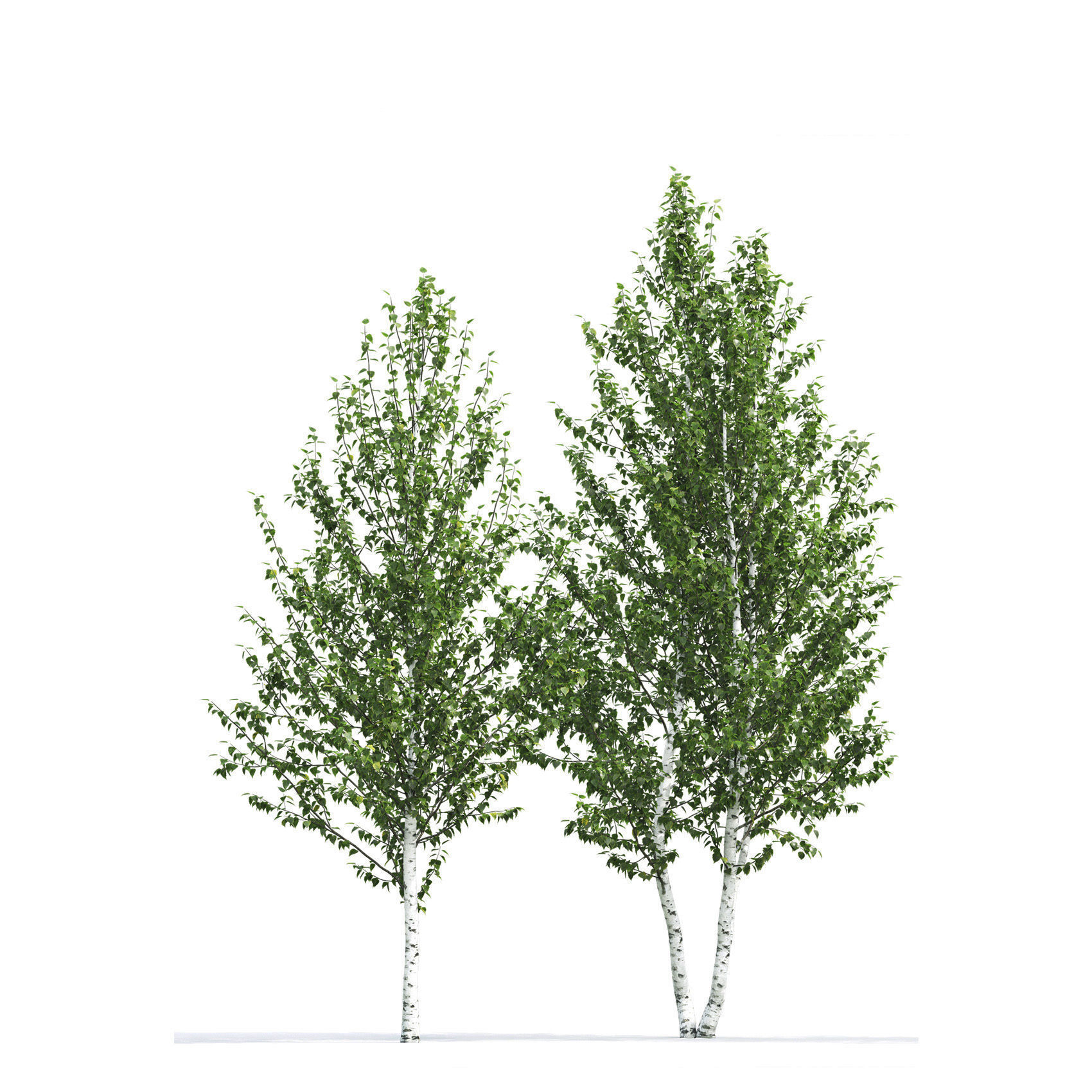 Betula 02 H4-6 m 3D model_2