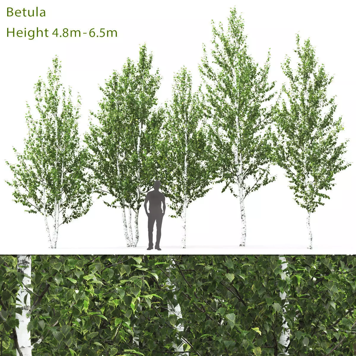Betula 02 H4-6 m 3D model_0