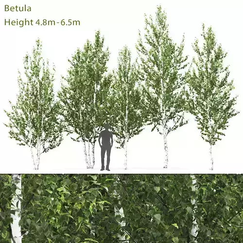 Betula 02 H4-6 m 3D model