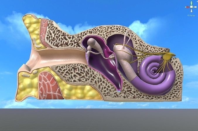 Auditory System 3D model Low-poly 3D model