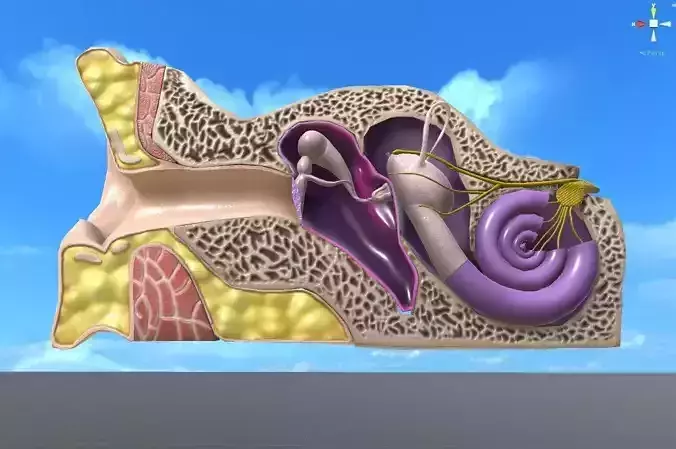 Auditory System 3D model Low-poly 3D model