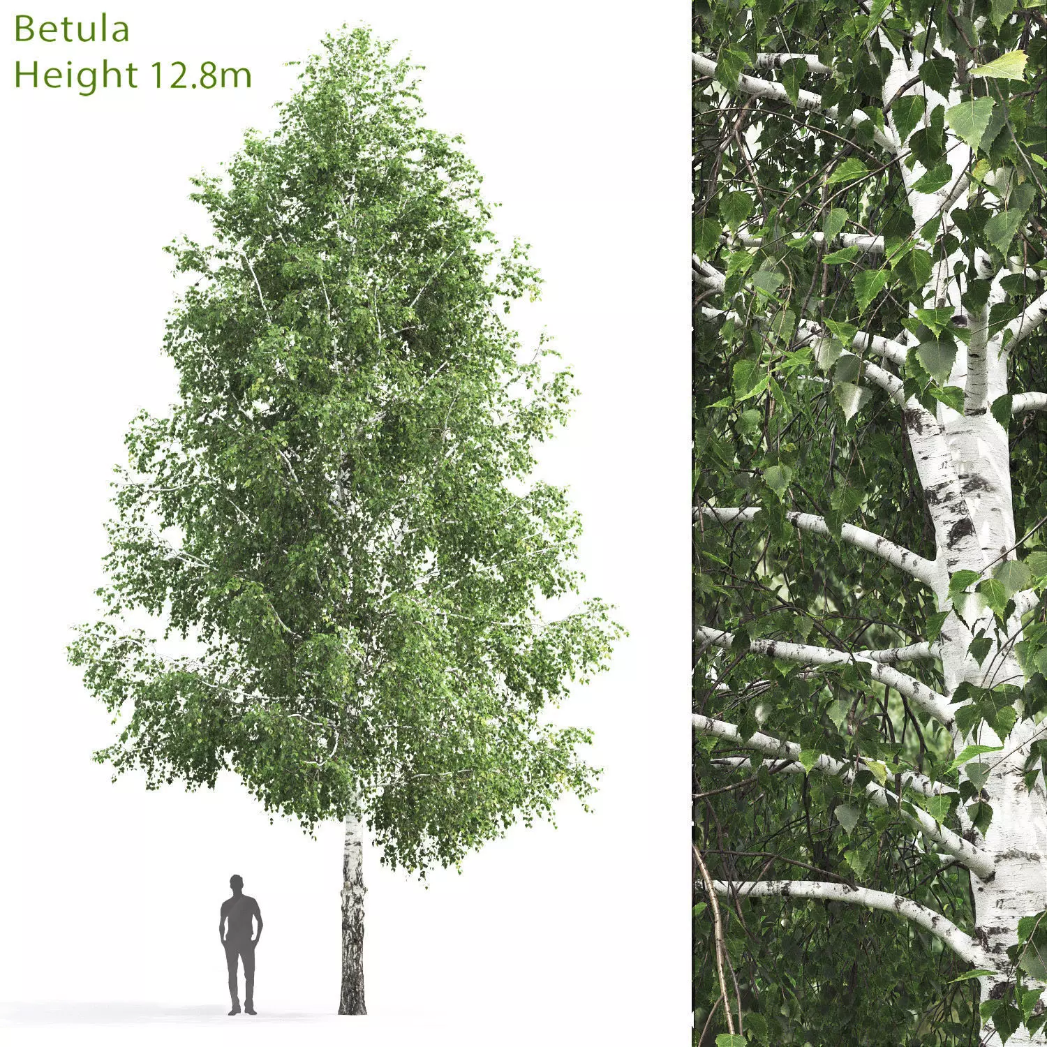 Betula 03 H12 m 3D model