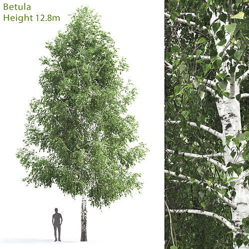 Betula 03 H12 m 3D model
