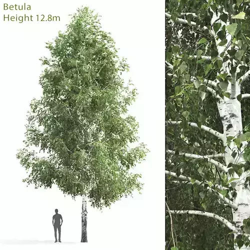 Betula 03 H12 m