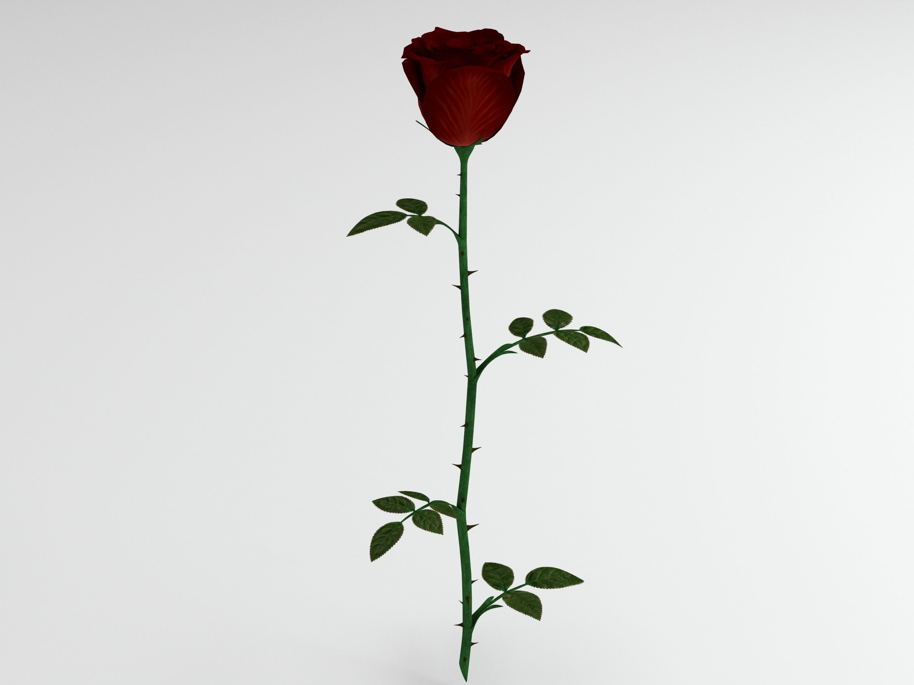 Rose red 3D model_2