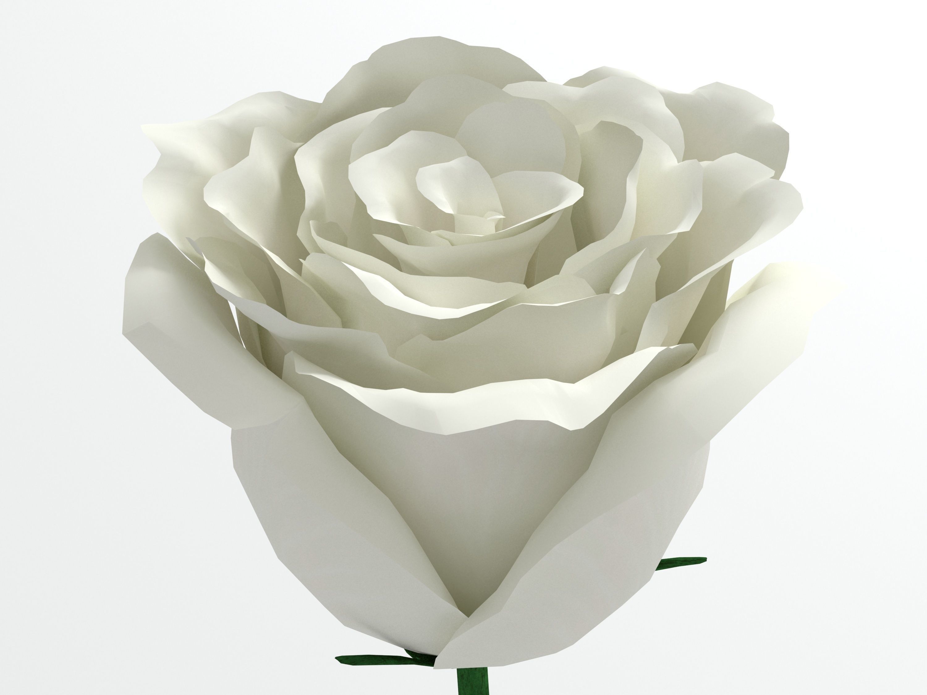 Rose white 3D model_4