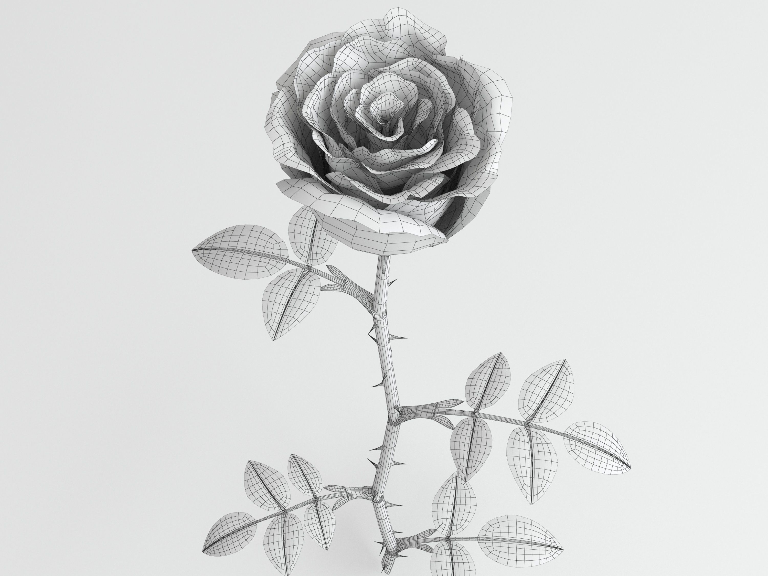 Rose white 3D model_1