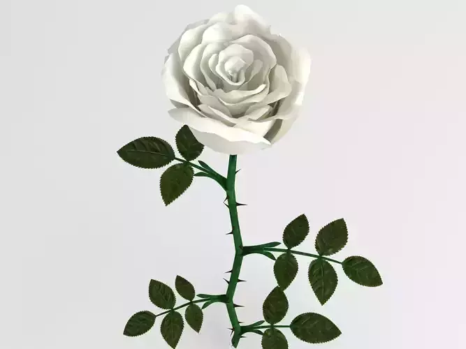 Rose white