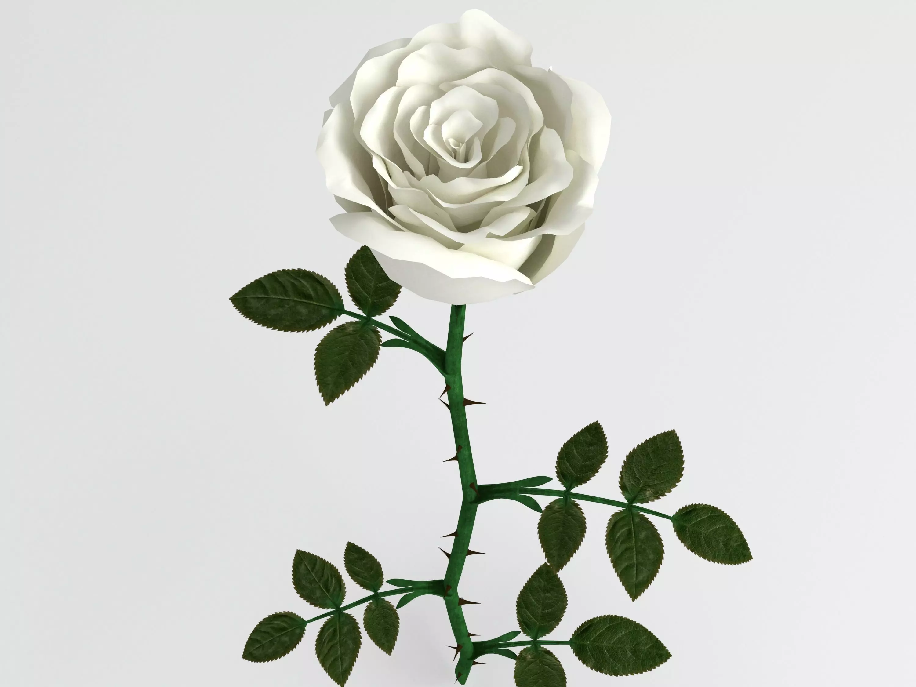 Rose white 3D model_0