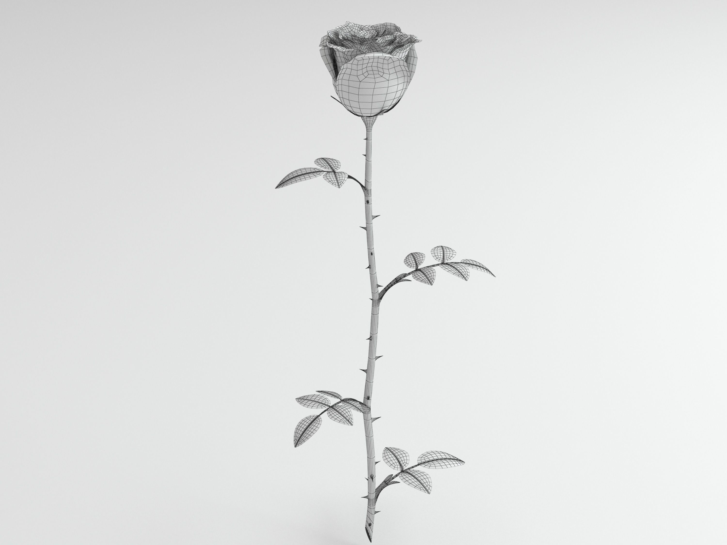 Rose white 3D model_3