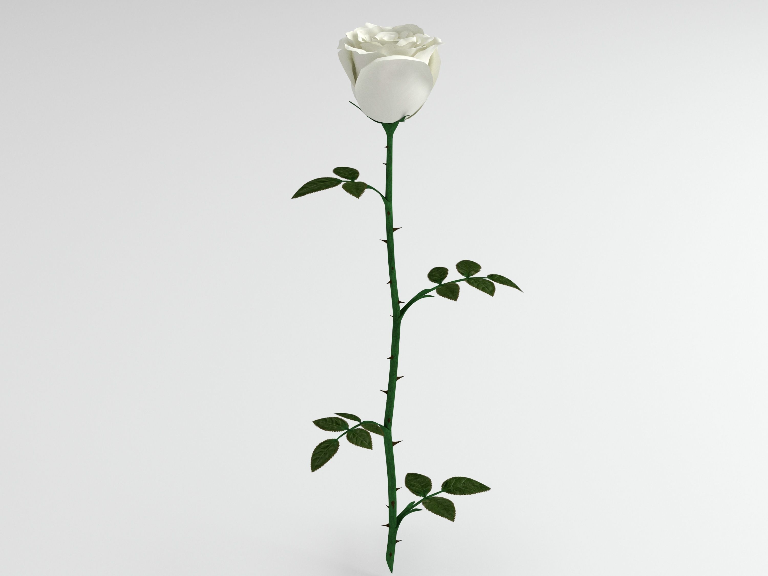 Rose white 3D model_2