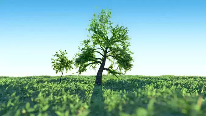 Set of Tree models - small and old large tree of Mountain Ash