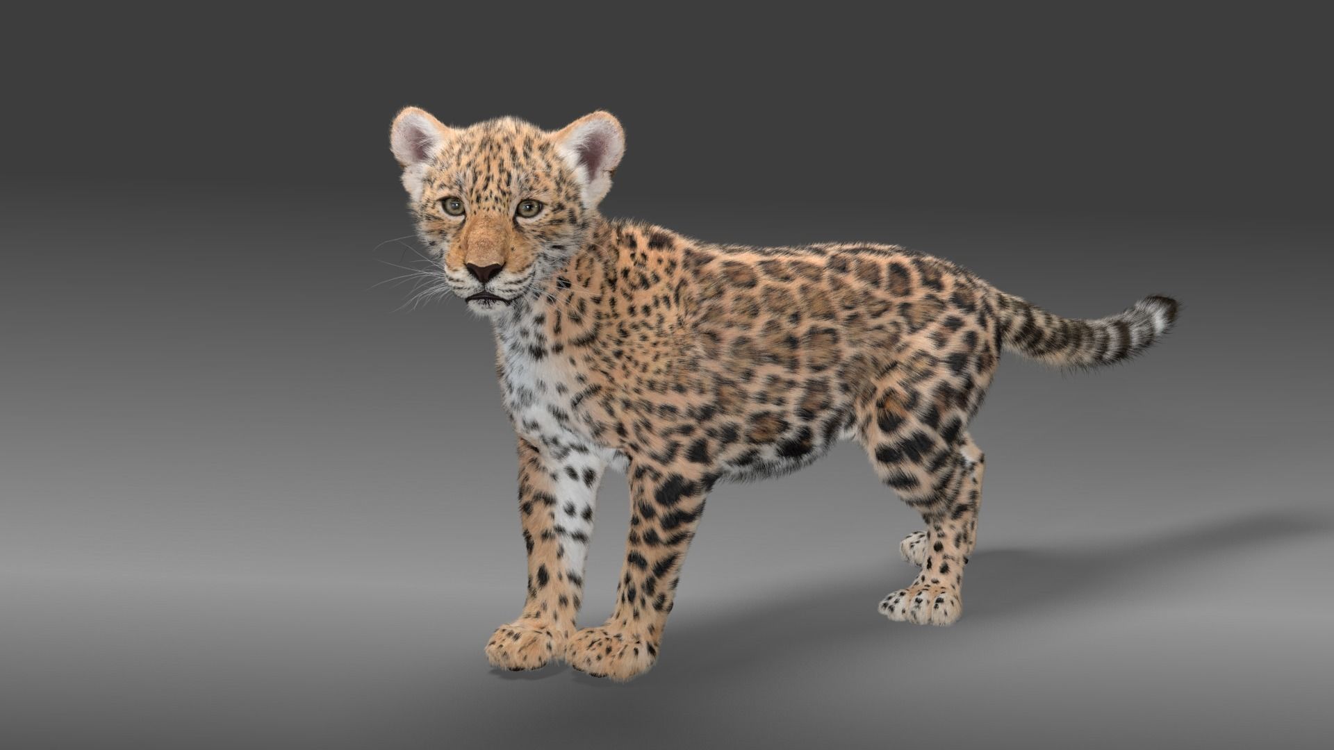 Young Jaguar Panthera Onca Rigged 3D model_3