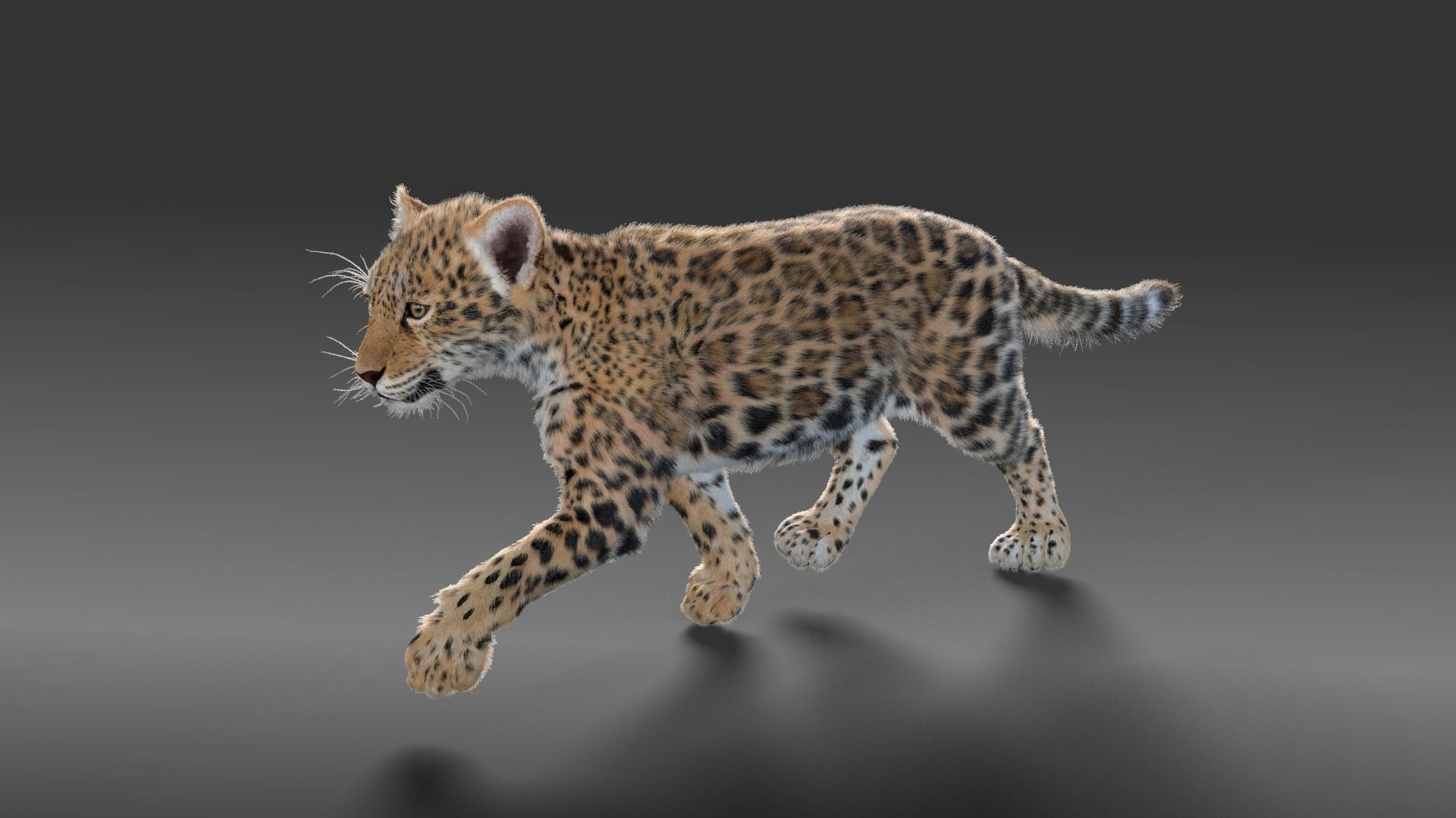 Young Jaguar Panthera Onca Rigged 3D model_4