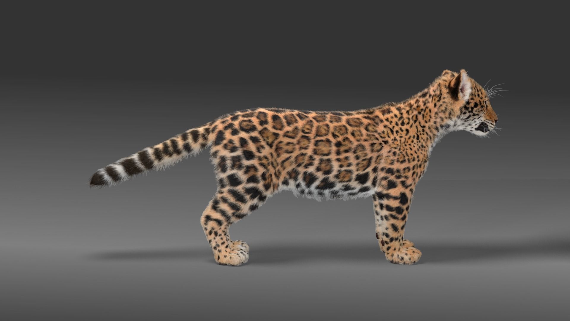 Young Jaguar Panthera Onca Rigged 3D model_5