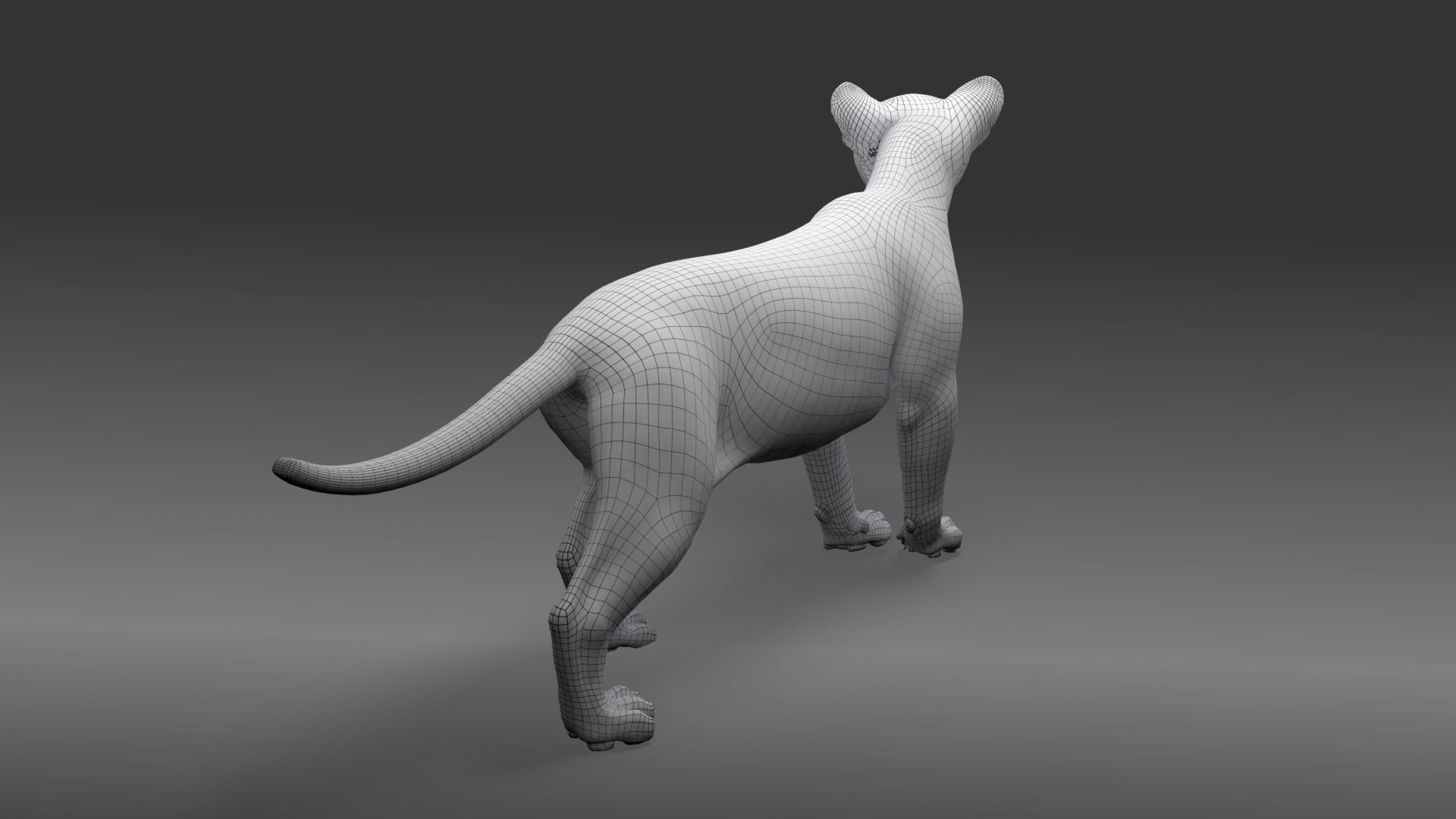 Young Jaguar Panthera Onca Rigged 3D model_9