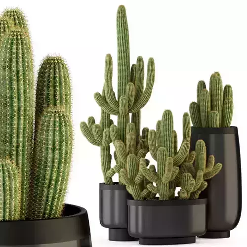 Plants collection 317