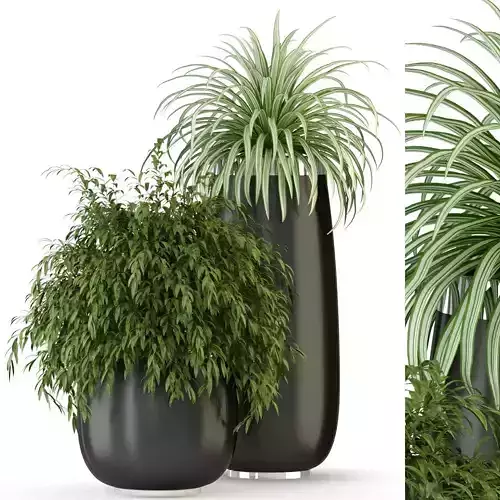 Plants collection 319