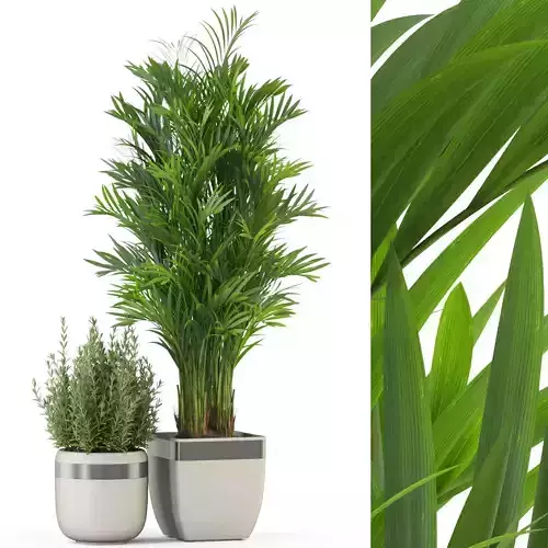 Plants collection 320