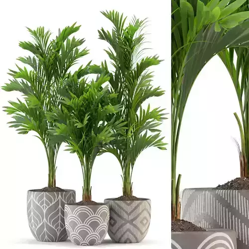 Plants collection 321