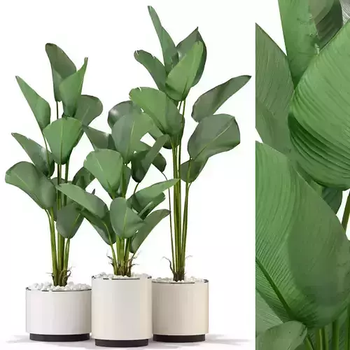 Plants collection 323