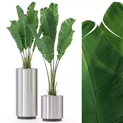 Plants collection 324