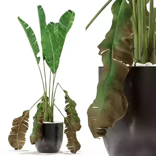 Plants collection 325