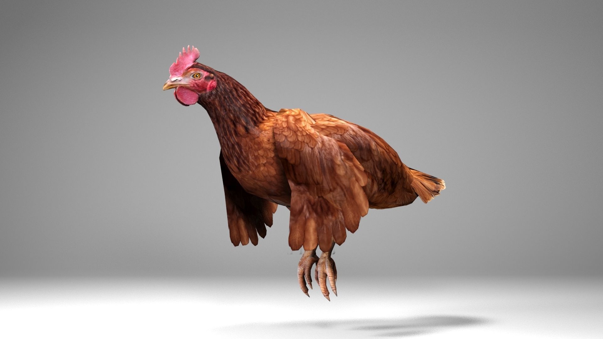 Chicken Low-poly 3D model_5