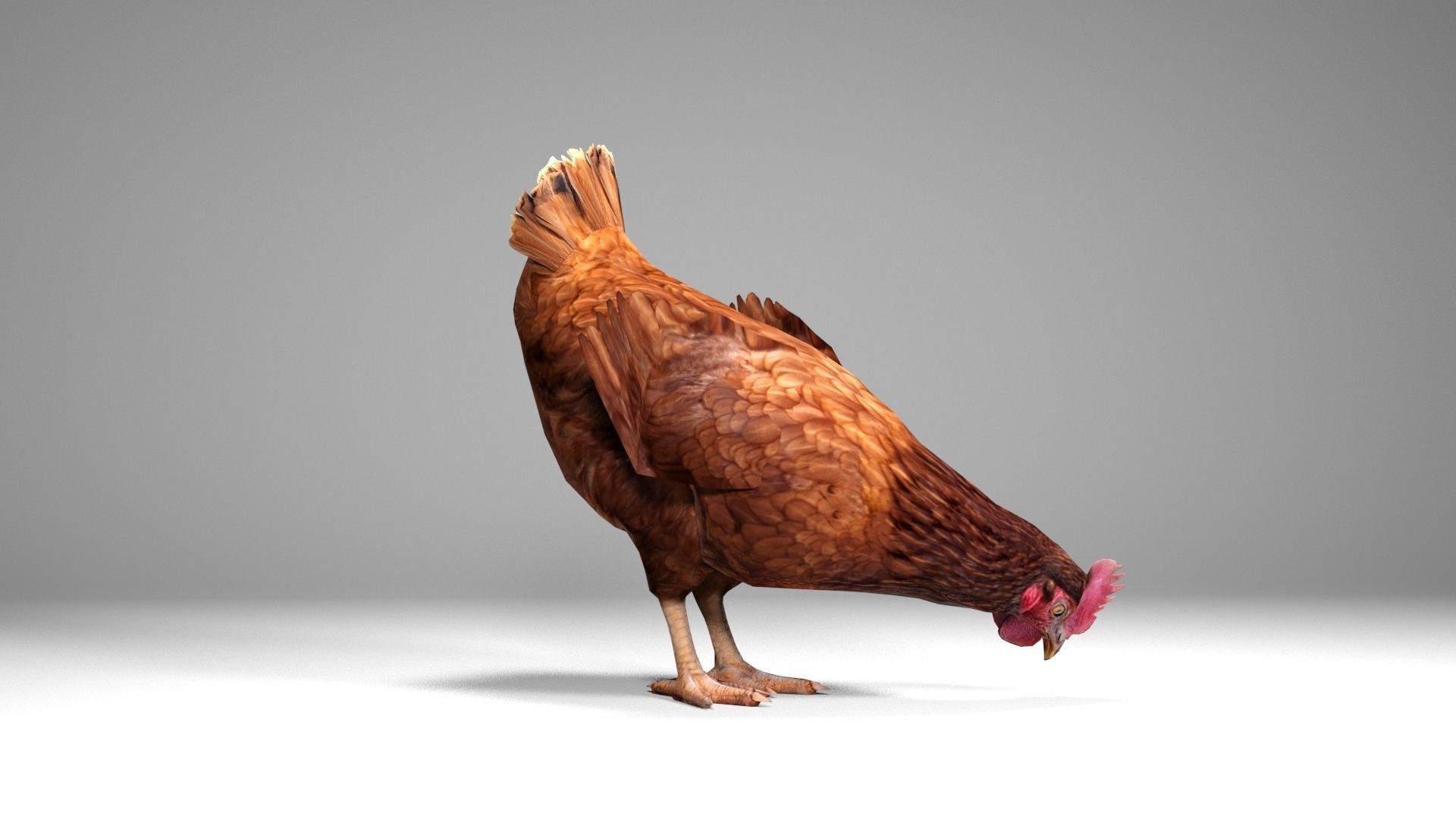 Chicken Low-poly 3D model_6