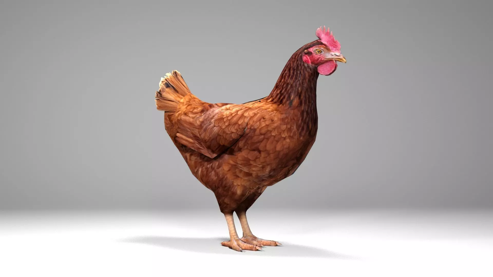 Chicken Low-poly 3D model_0