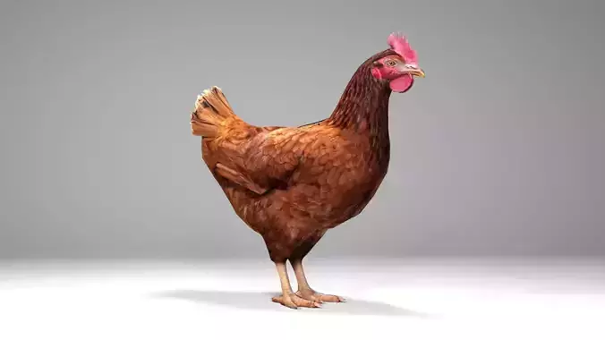 Chicken Low-poly 3D model