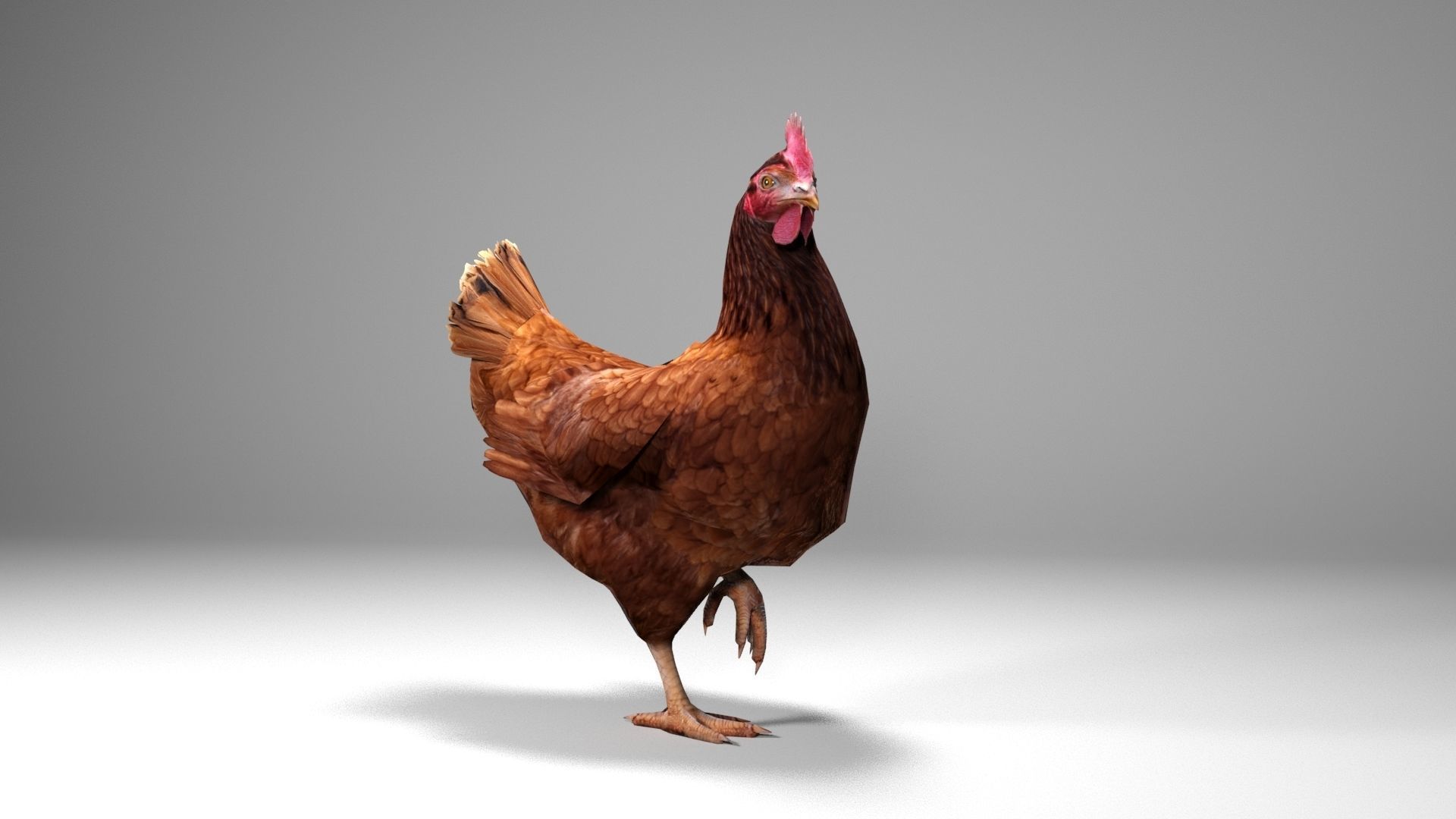 Chicken Low-poly 3D model_3