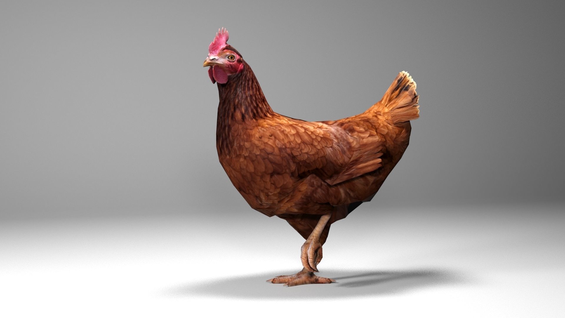 Chicken Low-poly 3D model_2