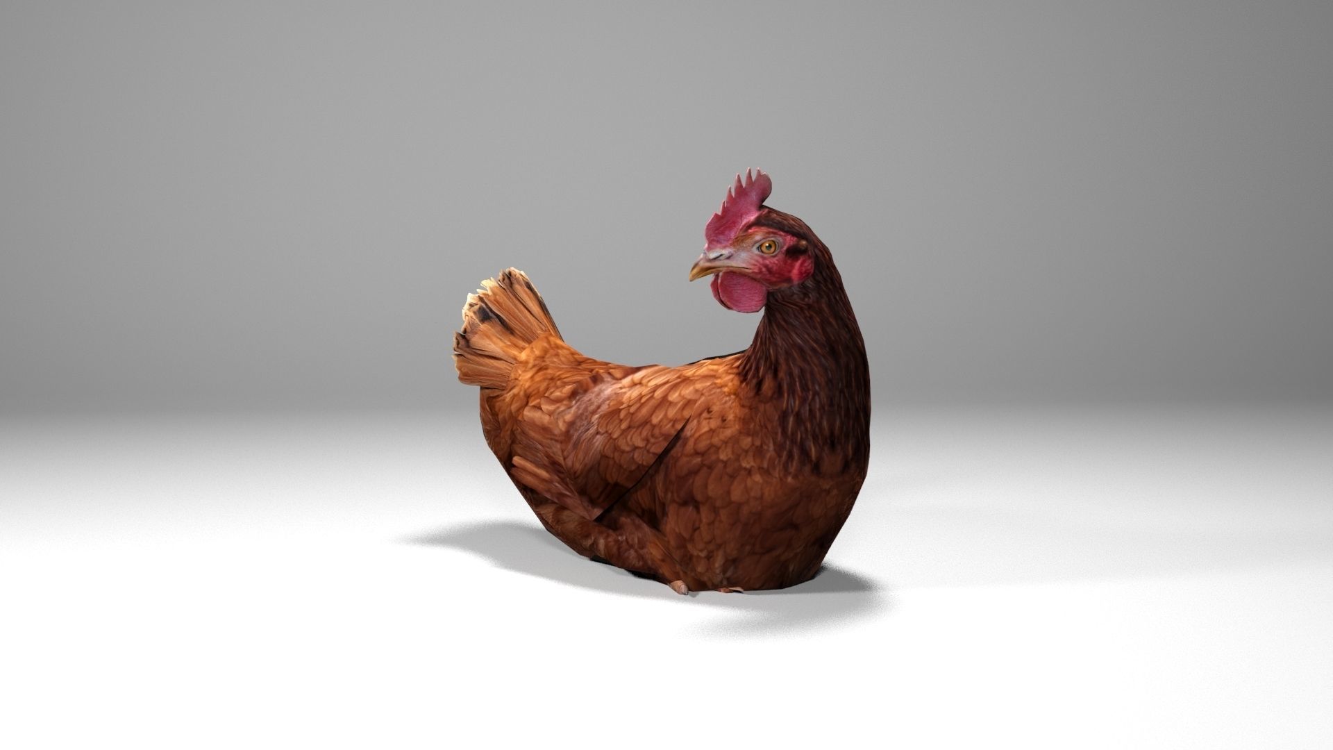 Chicken Low-poly 3D model_4