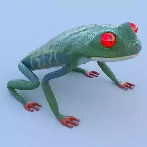 Red Eyed Tree Frog