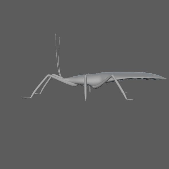 Coreid Bug Nymphs Low-poly 3D model_15