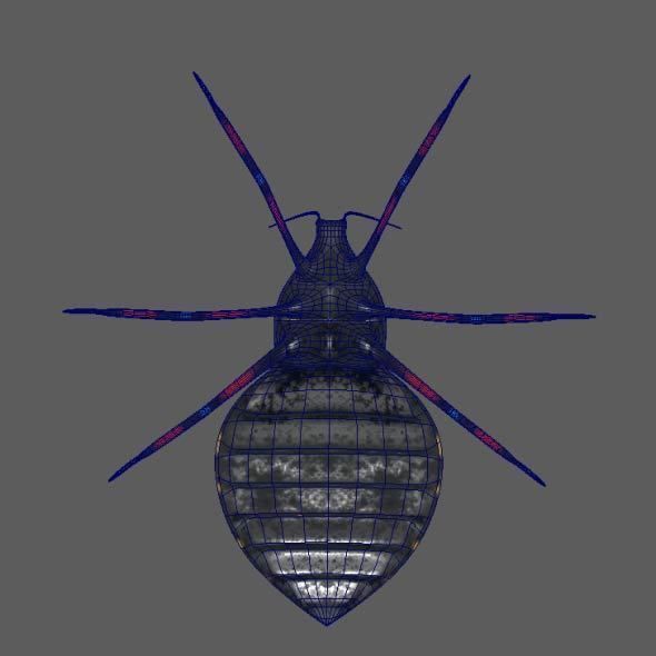 Coreid Bug Nymphs Low-poly 3D model_5
