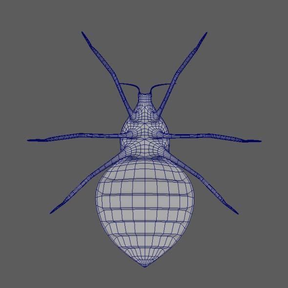 Coreid Bug Nymphs Low-poly 3D model_11