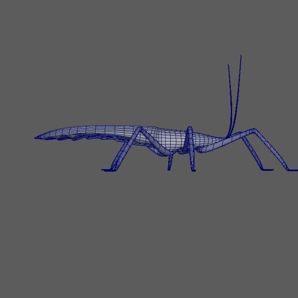 Coreid Bug Nymphs Low-poly 3D model_10
