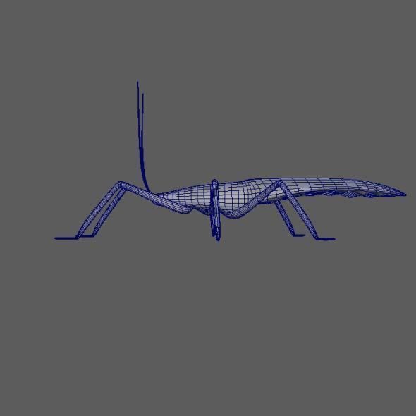 Coreid Bug Nymphs Low-poly 3D model_9