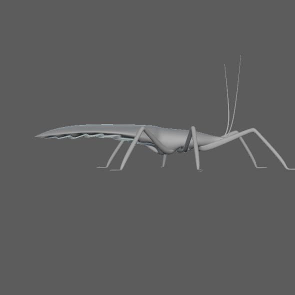 Coreid Bug Nymphs Low-poly 3D model_16