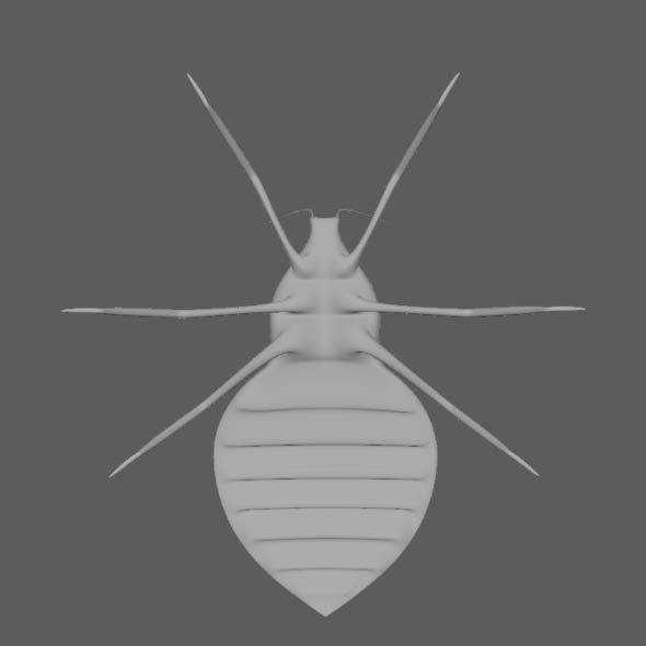 Coreid Bug Nymphs Low-poly 3D model_17